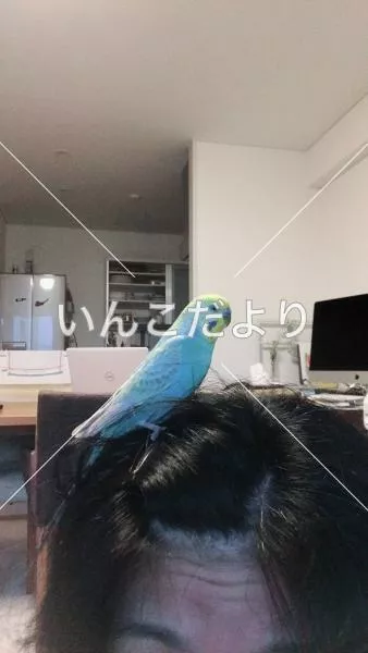 コメントの画像