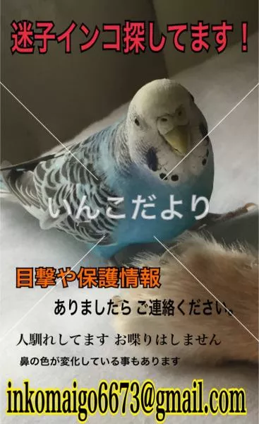 コメントの画像