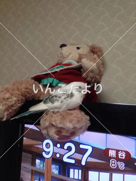 コメントの画像