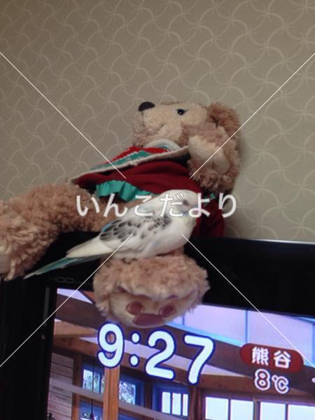 コメントの画像