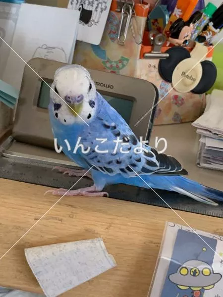 コメントの画像