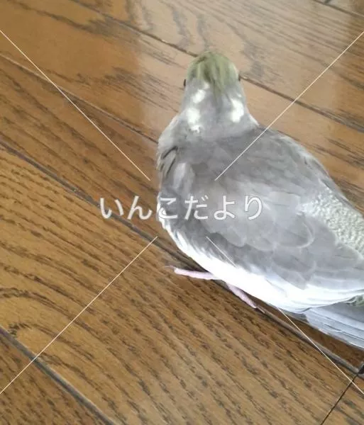 コメントの画像