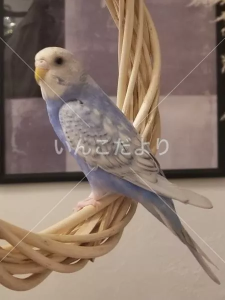 コメントの画像