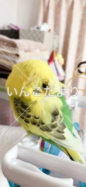 コメントの画像