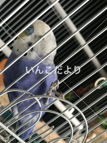 コメントの画像