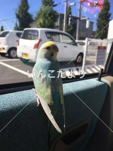 コメントの画像