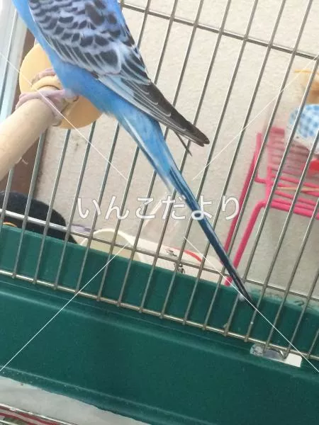 コメントの画像