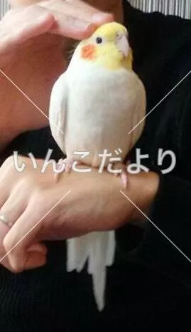 コメントの画像