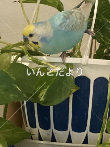 コメントの画像