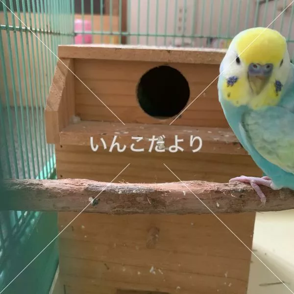 コメントの画像