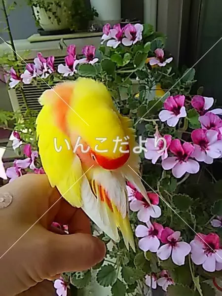 コメントの画像