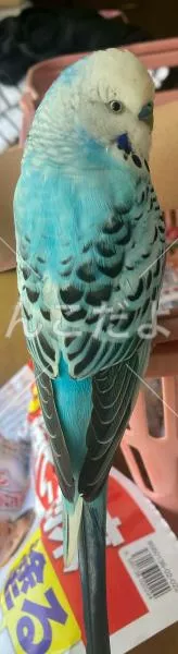 コメントの画像