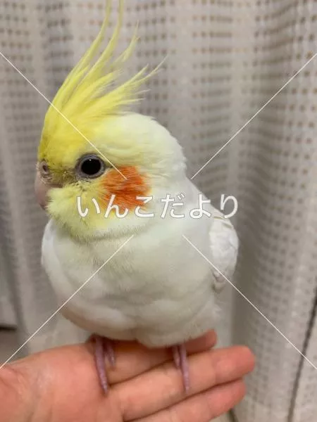 コメントの画像