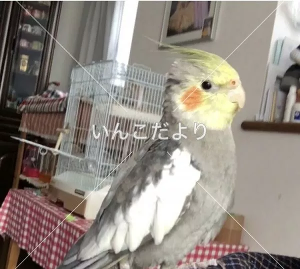 コメントの画像