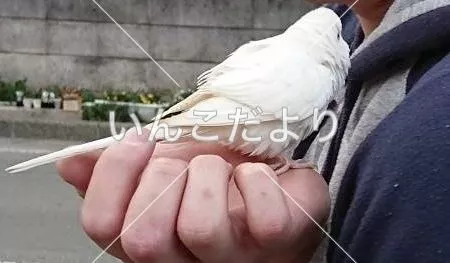 コメントの画像