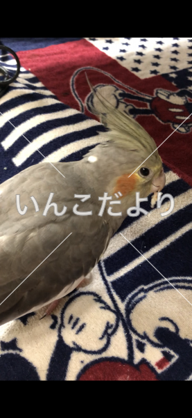 コメントの画像