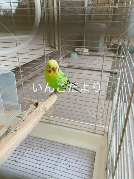 コメントの画像