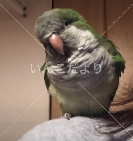 コメントの画像