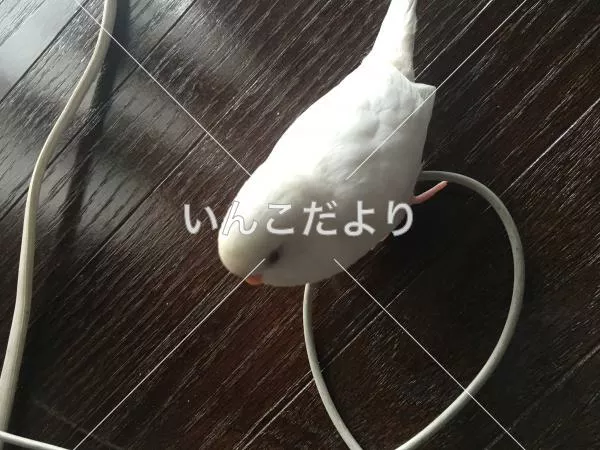 コメントの画像