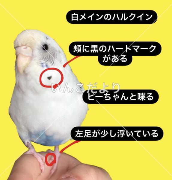 コメントの画像