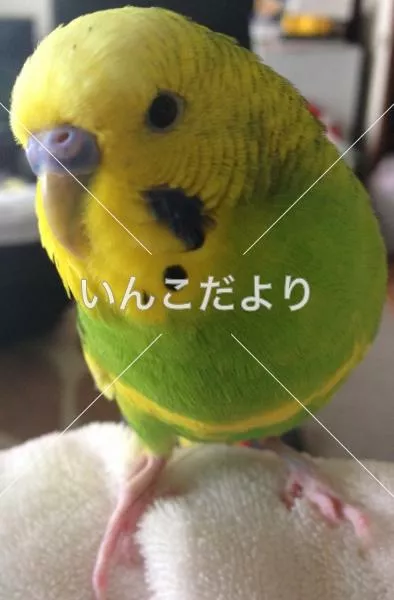 コメントの画像