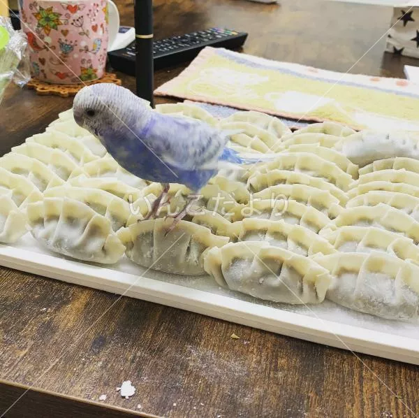 コメントの画像