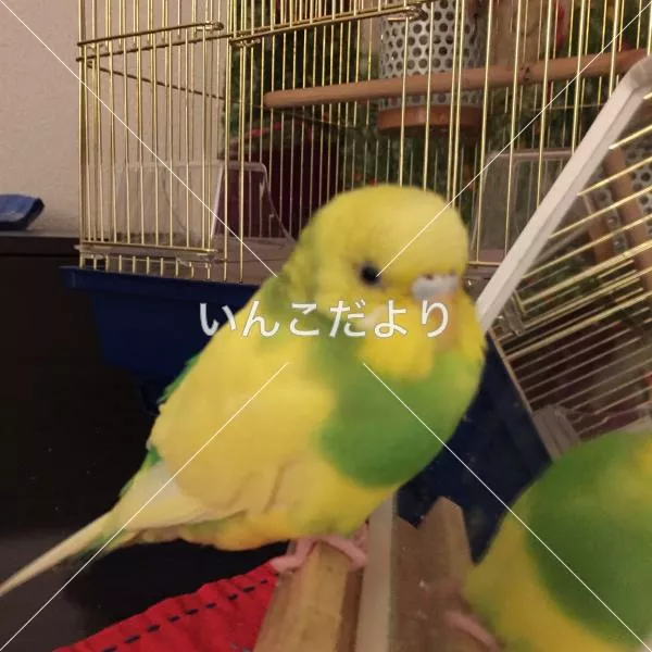 コメントの画像