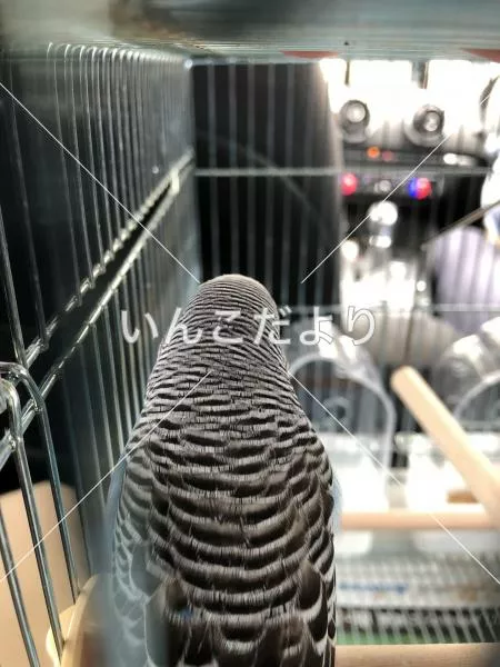 コメントの画像