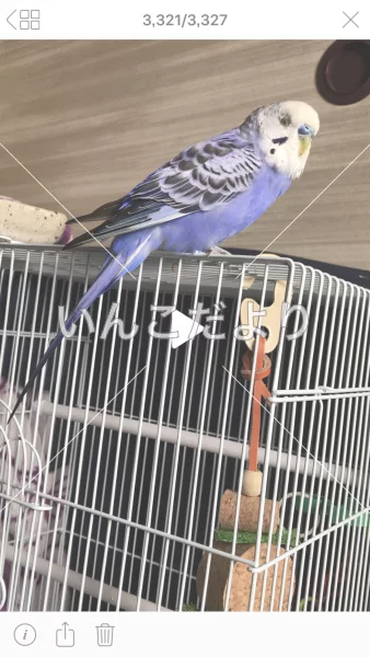 コメントの画像