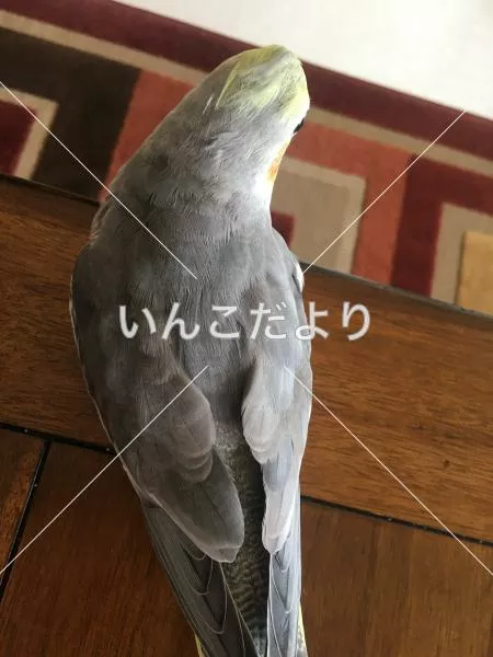 コメントの画像