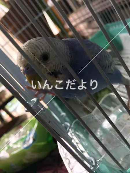 コメントの画像