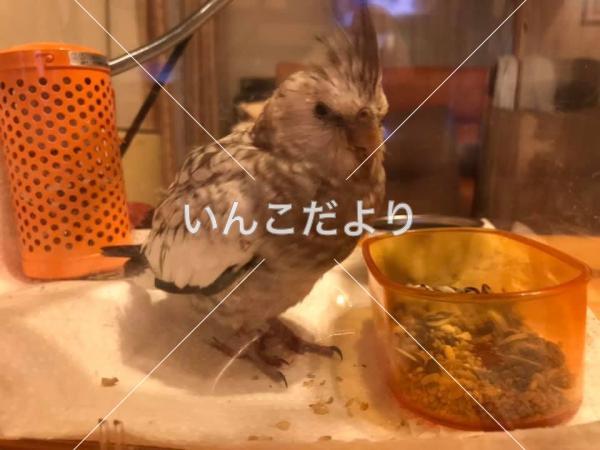コメントの画像