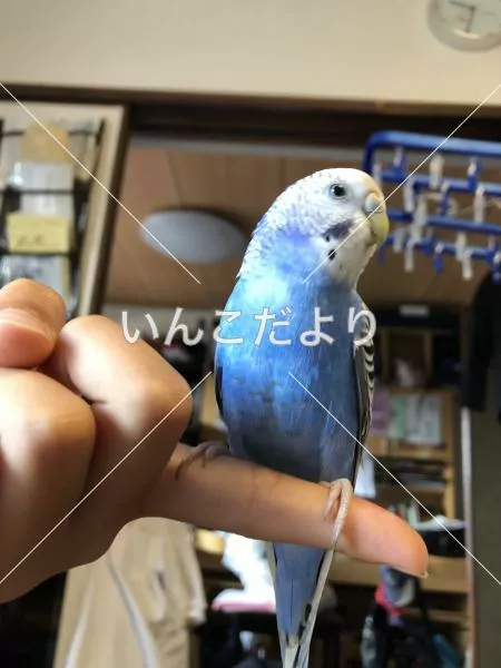 コメントの画像