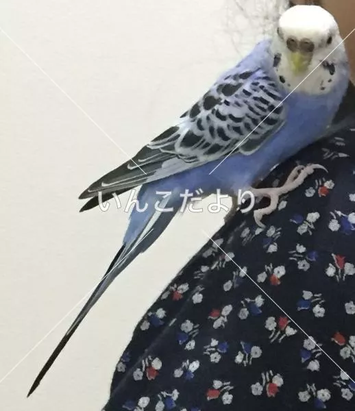 コメントの画像