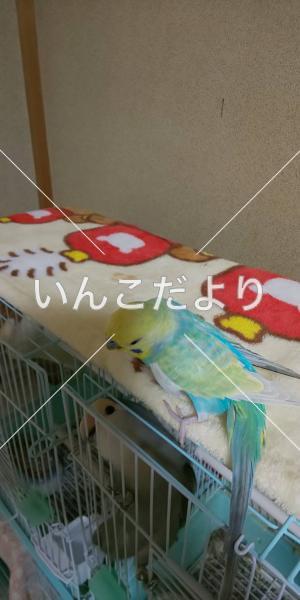 コメントの画像