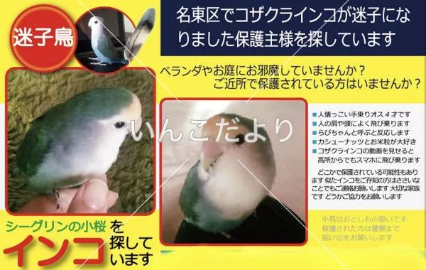 コメントの画像