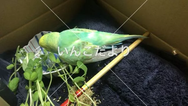 コメントの画像