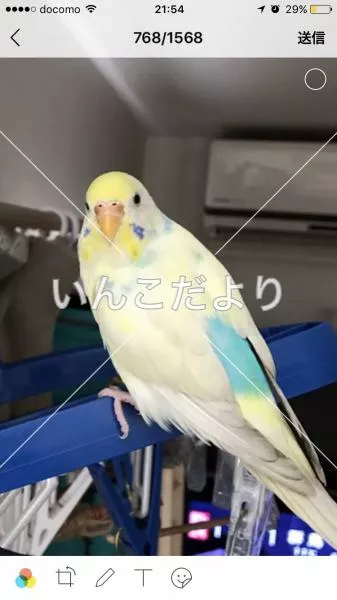 コメントの画像