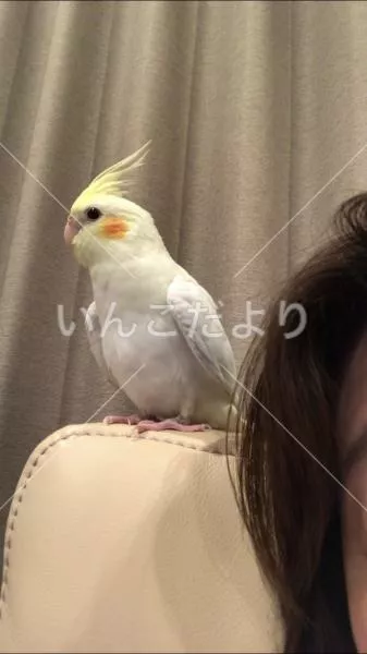 コメントの画像