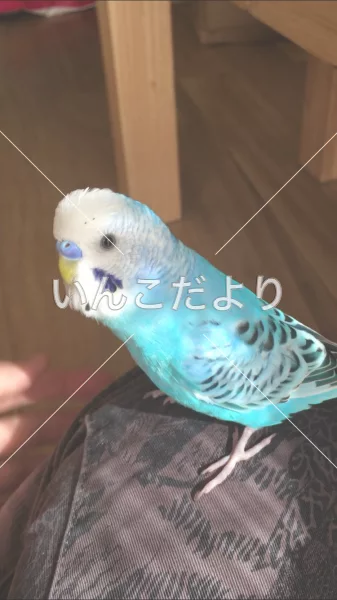 コメントの画像