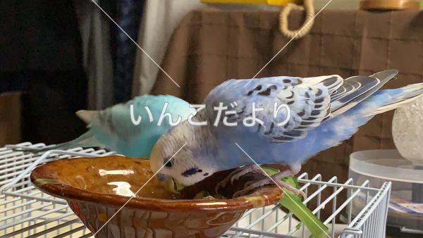 コメントの画像