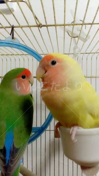 コメントの画像