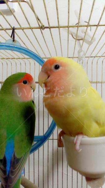コメントの画像