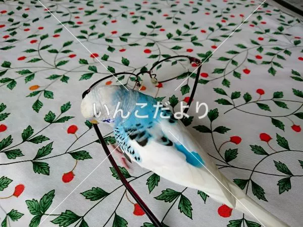 コメントの画像