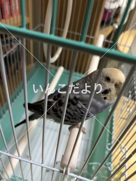 コメントの画像