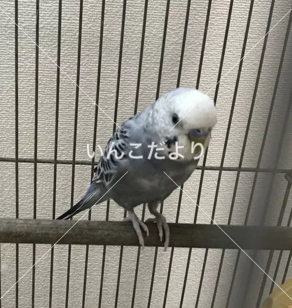 コメントの画像