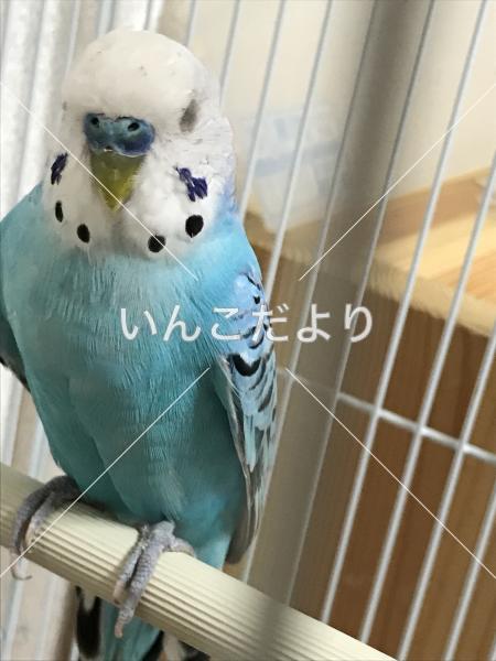 コメントの画像