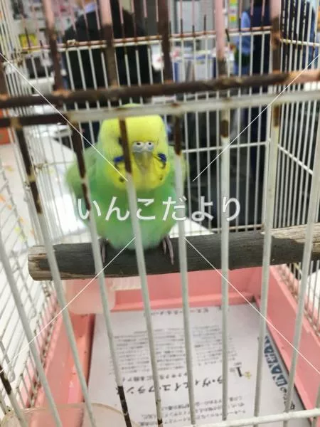 コメントの画像