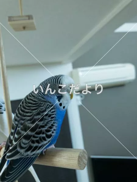 コメントの画像