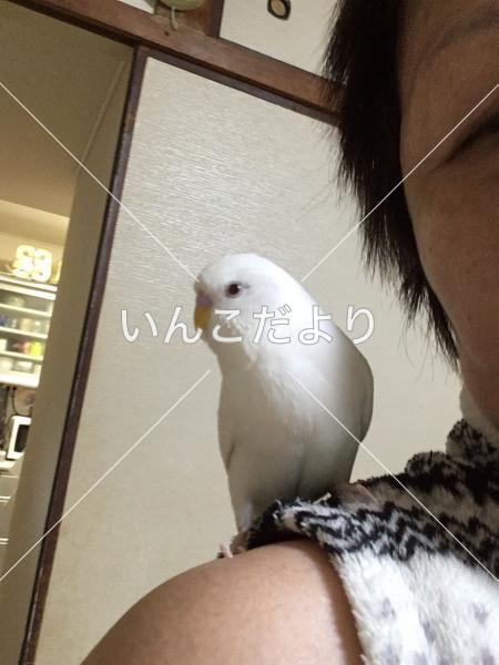 コメントの画像